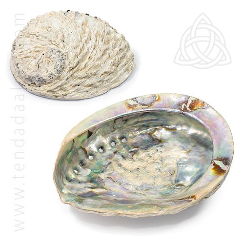 Concha de Abalone – 15/16 - Image 2